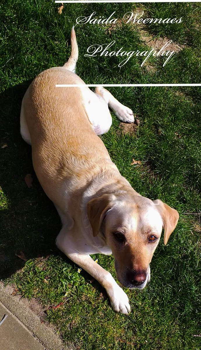 “When the dog looks at you, the dog is not thinking what kind of a person you are. 🐾❣

Credit model dog : Carlota 🐕

Shot with @SamsungBelgie

#dogmodel #petphotography #photoshoot #labradora #thebarkedclub #withgalaxy  #perrofotografia #dogsofworld #labrador_feature