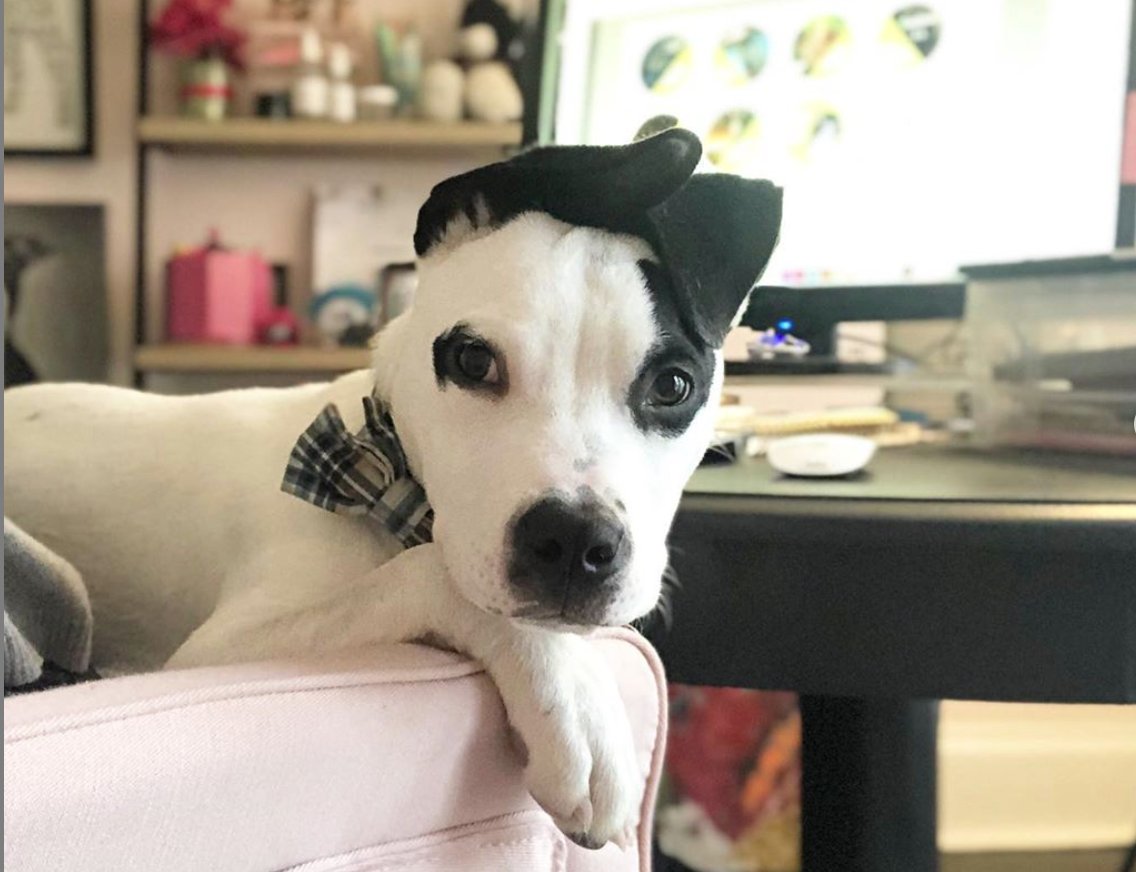 woofreport's tweet photo. 🐕 See the latest Woof Report newsletter  https://t.co/mSgQX0ms7F 💌 and subscribe to the newsletter - it's free! (This sweet pup is available for adoption from @SaveABullMN 💜) https://t.co/FM1Fw69Ole
