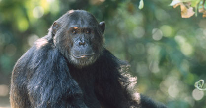 Described in Jane Goodall's books, much of the story of the Kasakela chimp community revolves around the family of matriarchal chimpanzee Flo (who died in 1972). In 1993, Flo's oldest son, Freud became alpha male of the large troop. Described by Jane Gooddall as a wise leader,