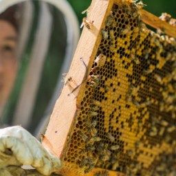 List_With_Nixon's tweet image. Looking for a new hobby that can be done at home? Urban hives are becoming more common. Here are the basics of backyard beekeeping: buff.ly/2RcqyzA

#backyardbeekeeping #apiculture #beekeepinghowto #urbanhives