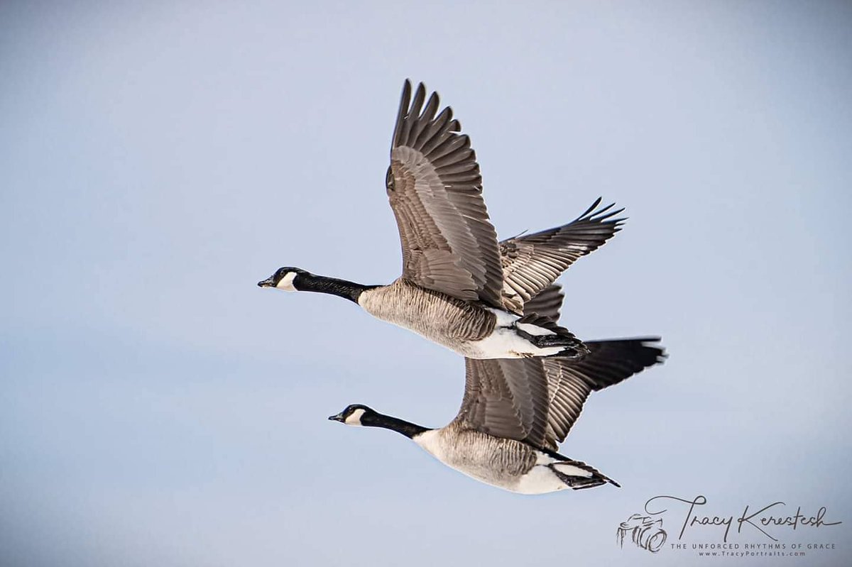 tracyportraits's tweet photo. #canadageese @Saskatchewan #LandofLivingSkies #OurNature @weatherchannel #YourSask @TiffanyGlobal @CTVwdean #cbcsklens #exploresask #ThePhotoHour #sharecangeo @weathernetwork #prairiesnorth #ShareYourWeather #exploreSaskPrairie #SaskTrailsPhotoContest https://t.co/4fFCTVbFKc