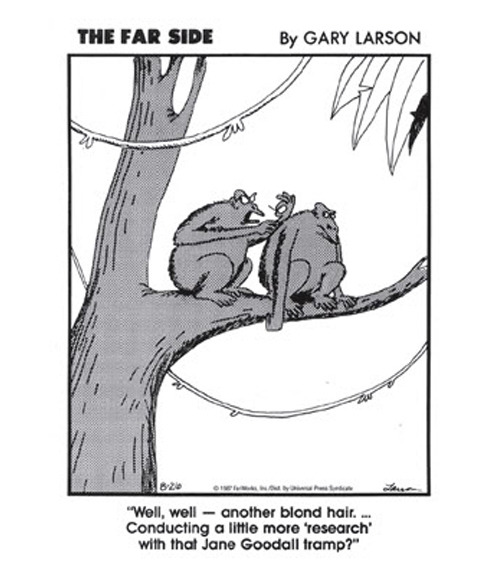 Frodo was a different leader than his older brother, ruling by intimidation. As the largest chimpanzee in the community and its most aggressive hunter, Frodo could push his weight around. He often attacked humans, including cartoonist Gary Larson and Jane Goodall herself.
