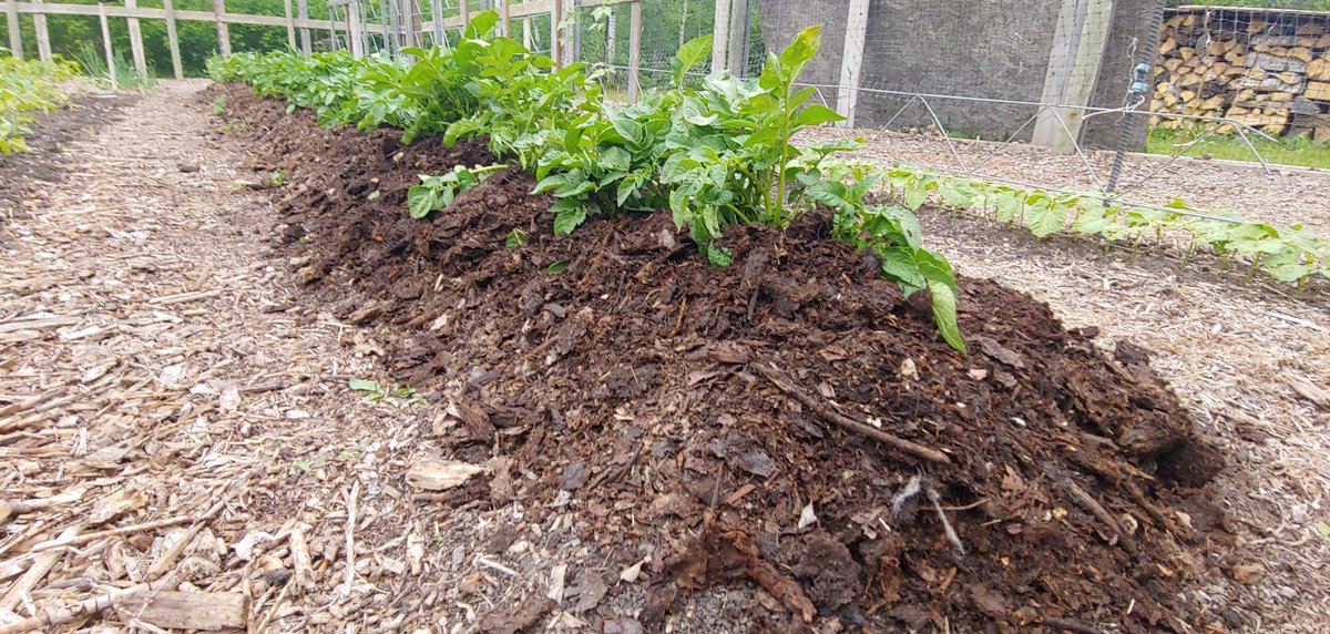 26/ ... and whichever row grows potatoes gets a HUGE dump of compost, while the other rows just get a little. They'll get their turn at having a huge dump of compost as the potato row migrates thru the garden.