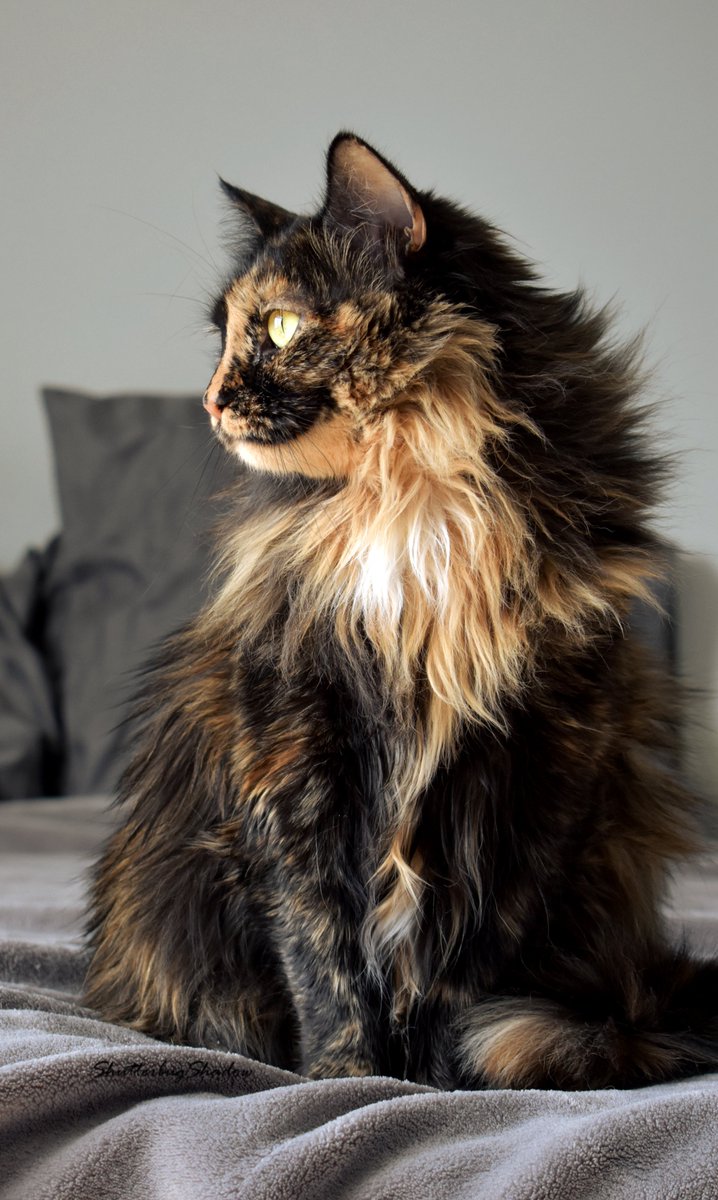 ShutterbugShado's tweet photo. Cats On A Bed with Riley #QuarantineCats https://t.co/qCE06JbGGO