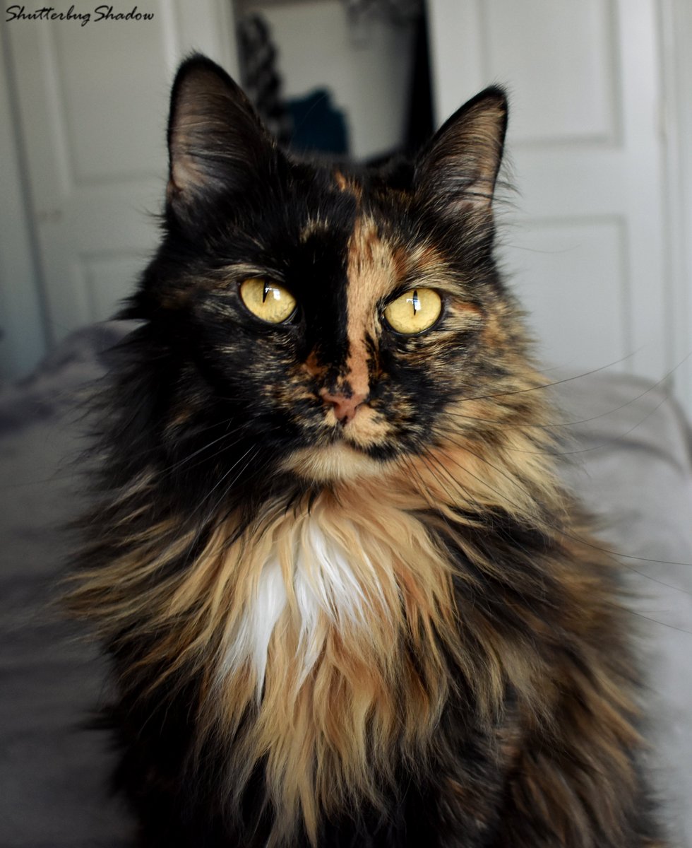 ShutterbugShado's tweet photo. Cats On A Bed with Riley #QuarantineCats https://t.co/qCE06JbGGO