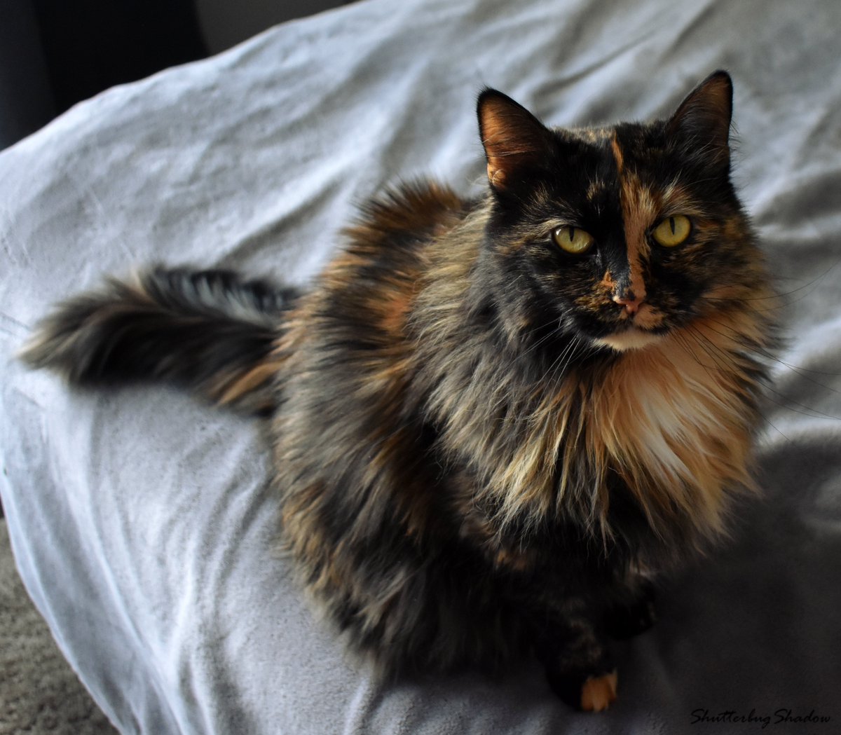 ShutterbugShado's tweet photo. Cats On A Bed with Riley #QuarantineCats https://t.co/qCE06JbGGO