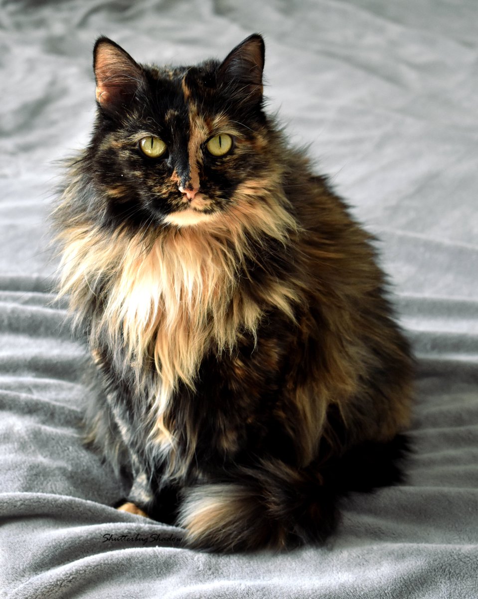 ShutterbugShado's tweet photo. Cats On A Bed with Riley #QuarantineCats https://t.co/qCE06JbGGO