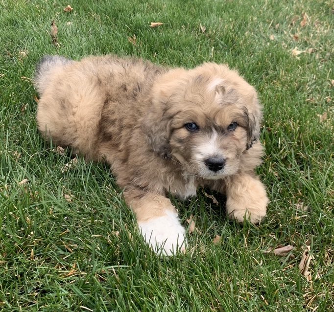 KZieroff's tweet photo. The newest family member! 🐶🐾💙@tzieroff #rex https://t.co/KJzq9EfGCX