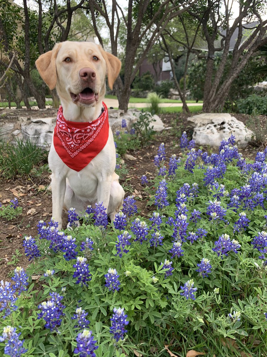 Kristi_Rogers's tweet photo. @TexasHumor https://t.co/yRSjySLoB3