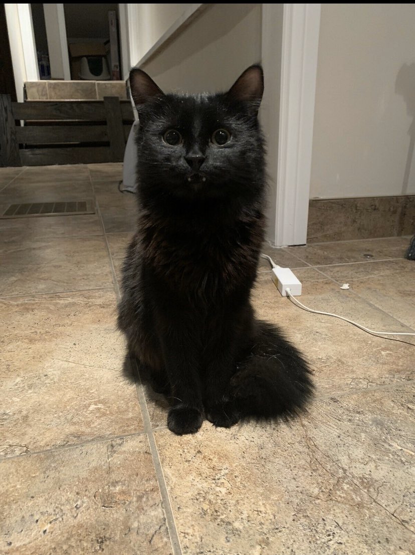 DezeraiStorm's tweet photo. @girlfr0g My cats name is Hex but we call her Shrimp 🤷🏻‍♀️ https://t.co/Ay1DrnCzMF