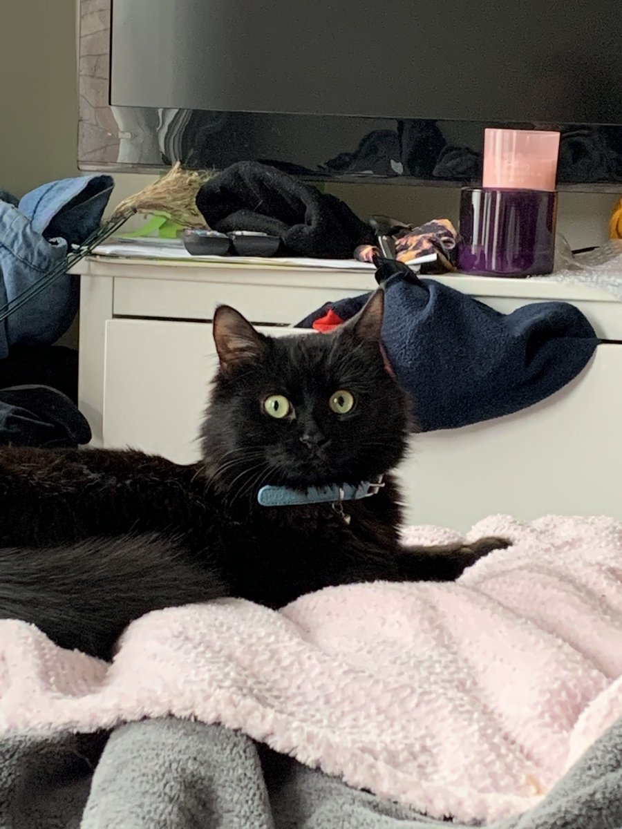 DezeraiStorm's tweet photo. @girlfr0g My cats name is Hex but we call her Shrimp 🤷🏻‍♀️ https://t.co/Ay1DrnCzMF
