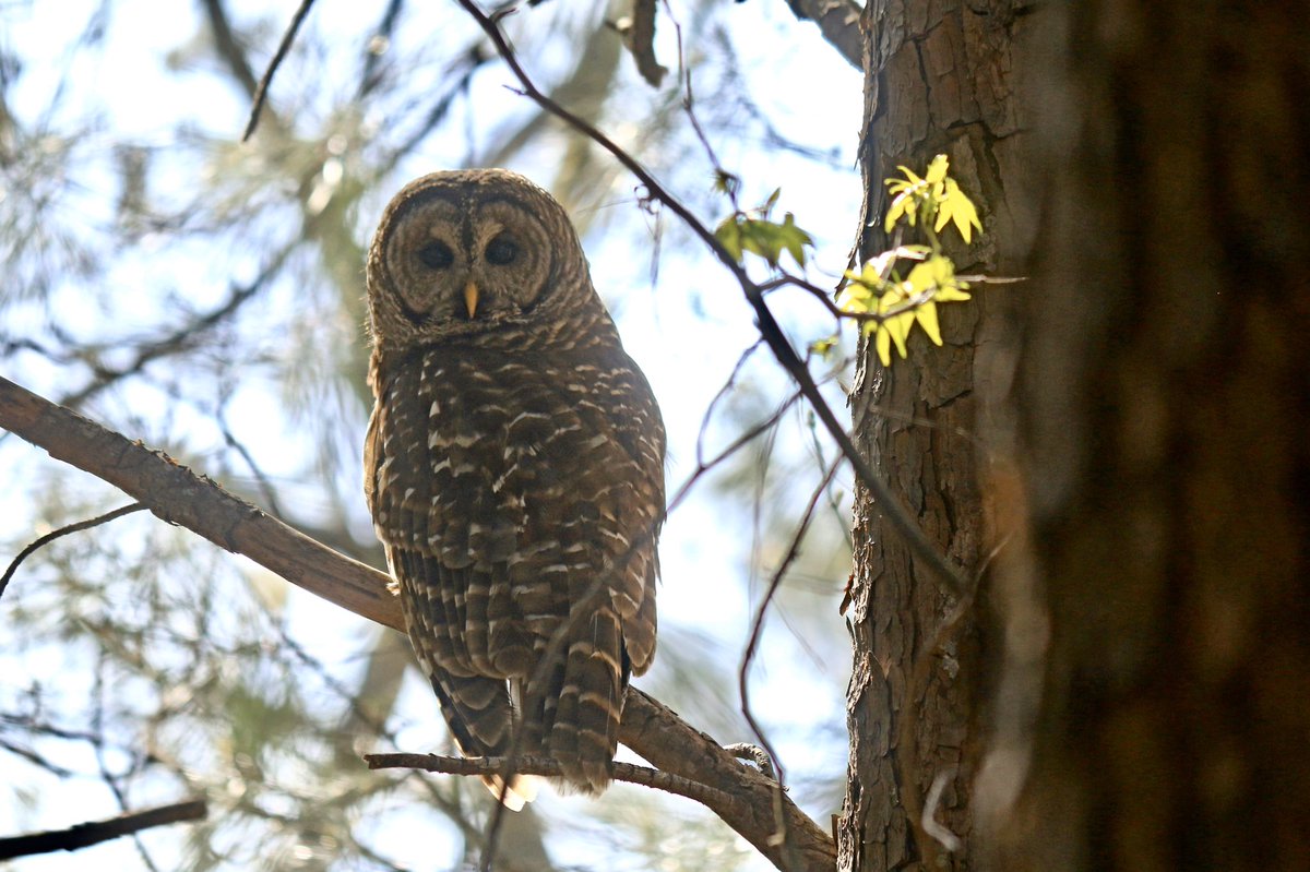 Diamondjack2020's tweet photo. Practicing social distancing with this large Barred Owl perched right off our patio...and “hoo’s” looking for a snack! #barredowl #georgiawildlife https://t.co/HNiHENgJtM