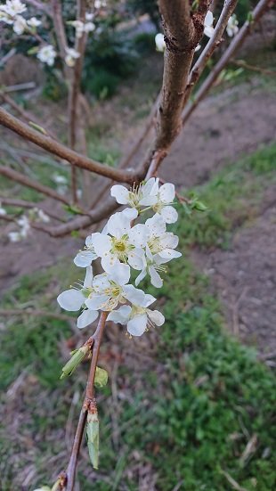 プラム 花騎士 Twitter Search