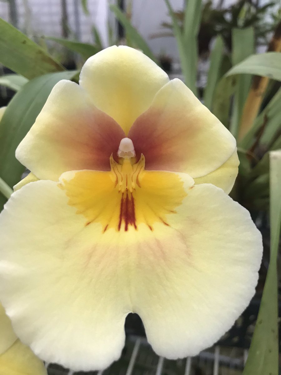 i_orchids's tweet photo. Now blooming... #iKillOrchids #MyGreenhouseLife https://t.co/k18cidsS0b