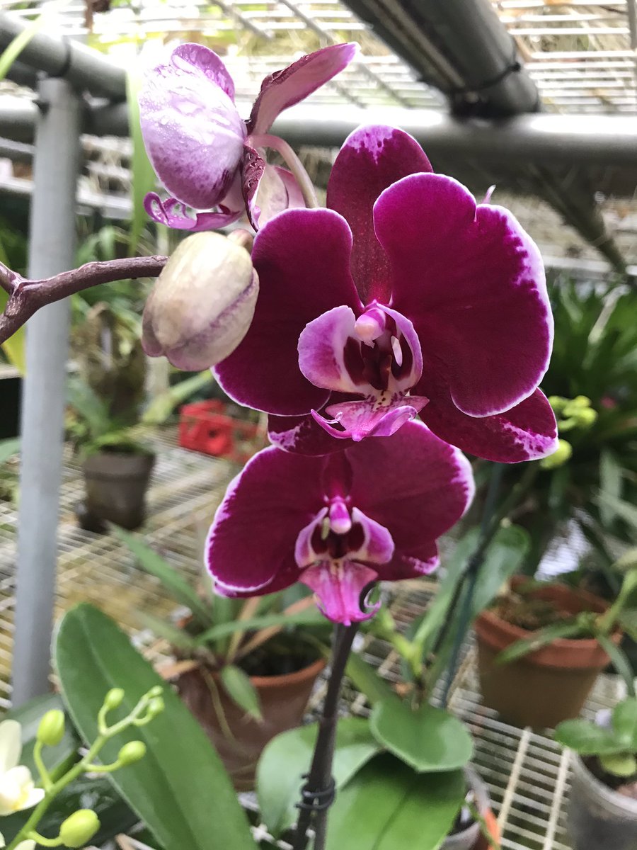 i_orchids's tweet photo. https://t.co/GcKjeBuGBp