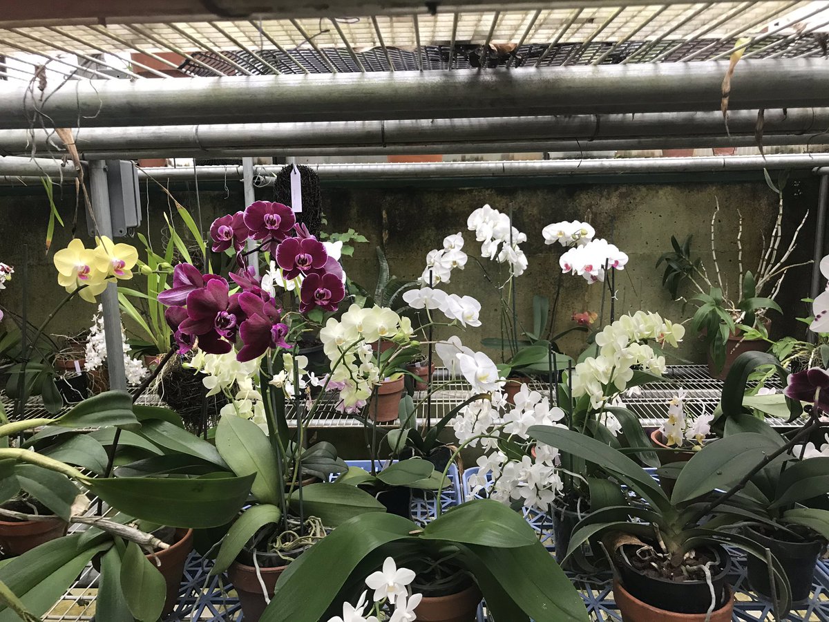 i_orchids's tweet photo. https://t.co/iORdIYKgXR