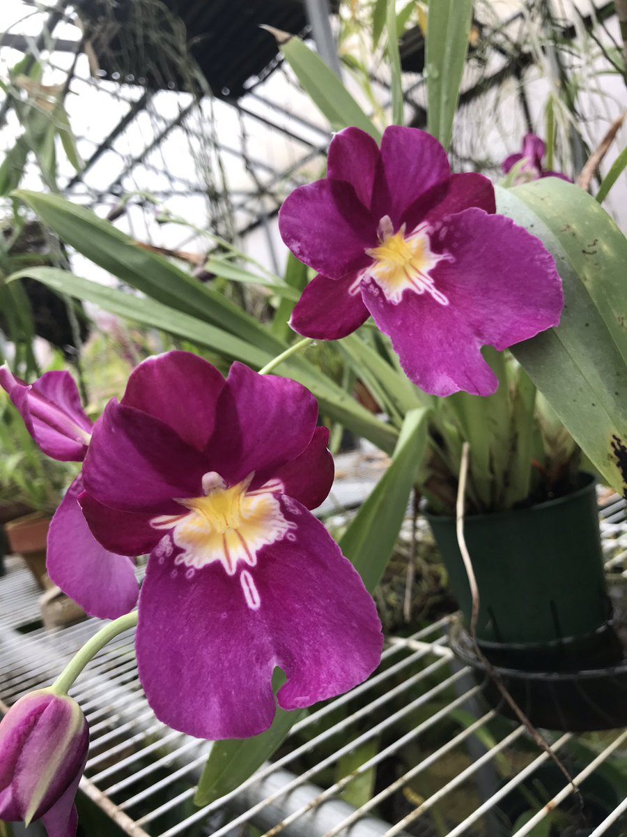 i_orchids's tweet photo. https://t.co/iORdIYKgXR