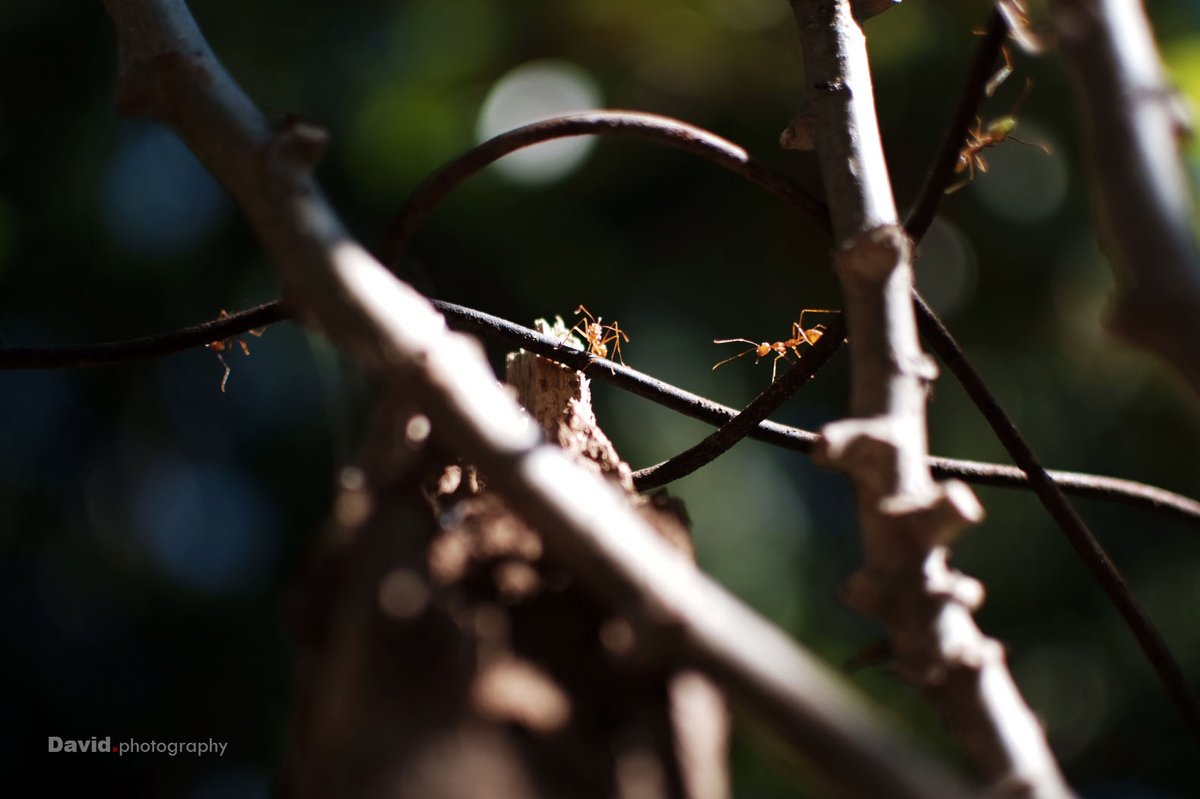 noisemanila's tweet photo. Ants are the most hardworking creature on earth ... 
#ants #macrophotography #photography #NaturePhotography https://t.co/PiVdACcxk2