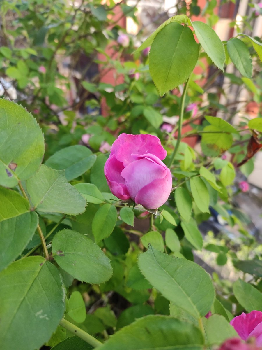 rahulsimpact's tweet photo. The Earth is breathing through the flowers. 🥀 https://t.co/KwKfUd10jX