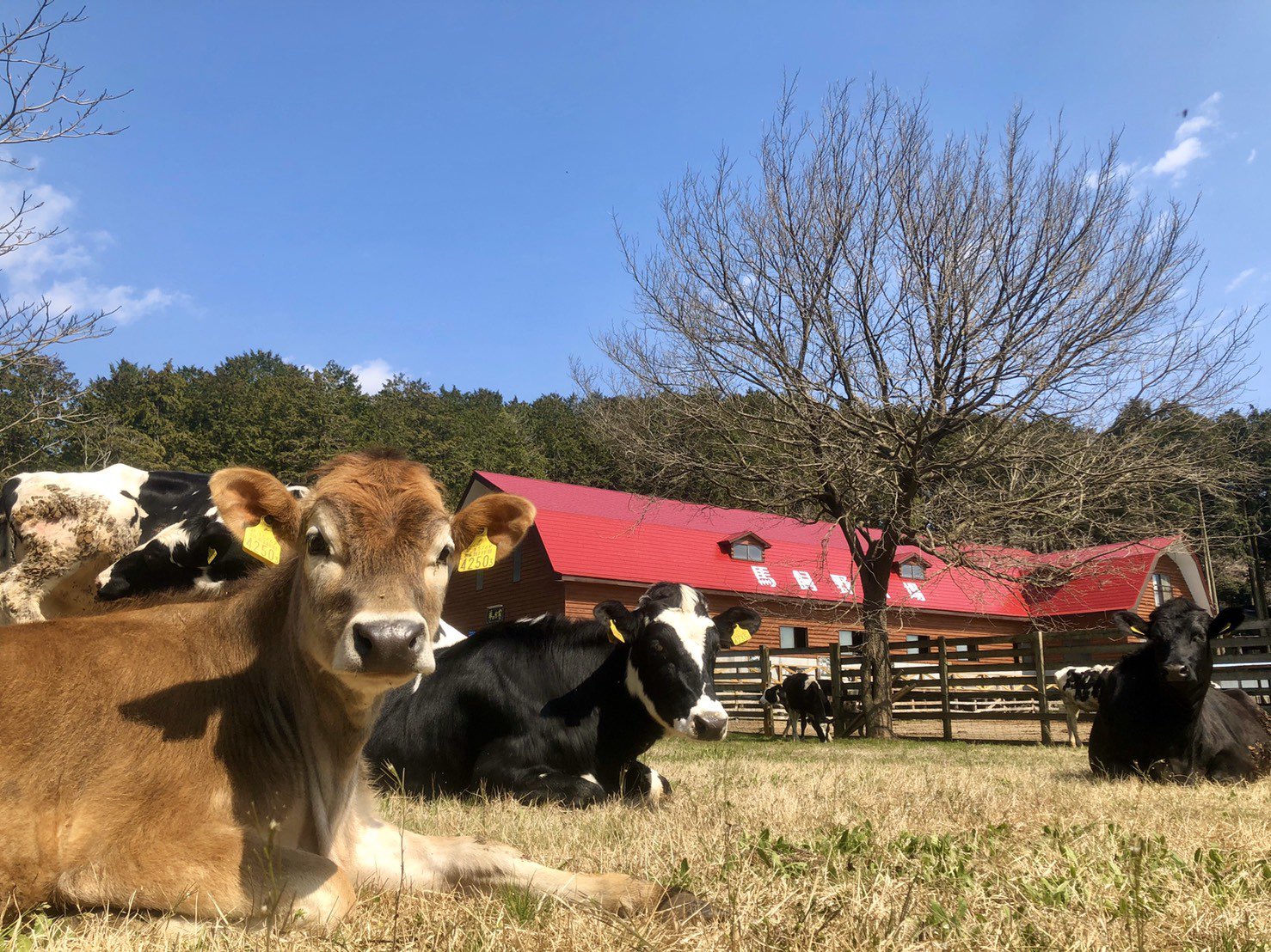 まかいの牧場 公式 山羊のお姉さん 羊の家の横にある牛の運動場の牛さんたち たまーーーにこんな牧歌的な写真が撮れます 牛さんものびのびして嬉しそう 牧場らしくていいですね まかいの牧場 朝霧高原 富士山 牛 放牧 牧場らしい