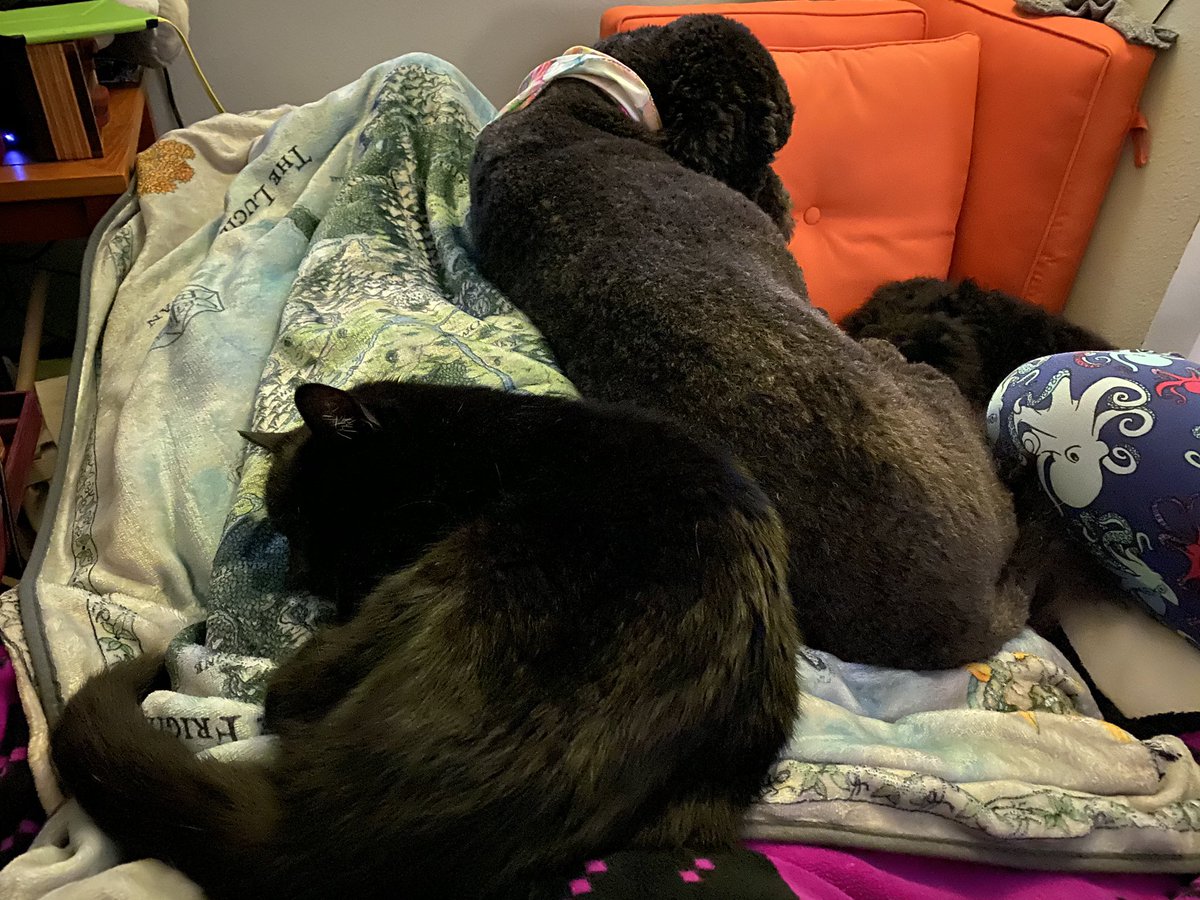 likesevenspoon's tweet photo. #AlmostCuddling #MrMidnightSnack #OldManKitten #inTerabang #Ellipsis #barbet https://t.co/zdzFZ2KeFy