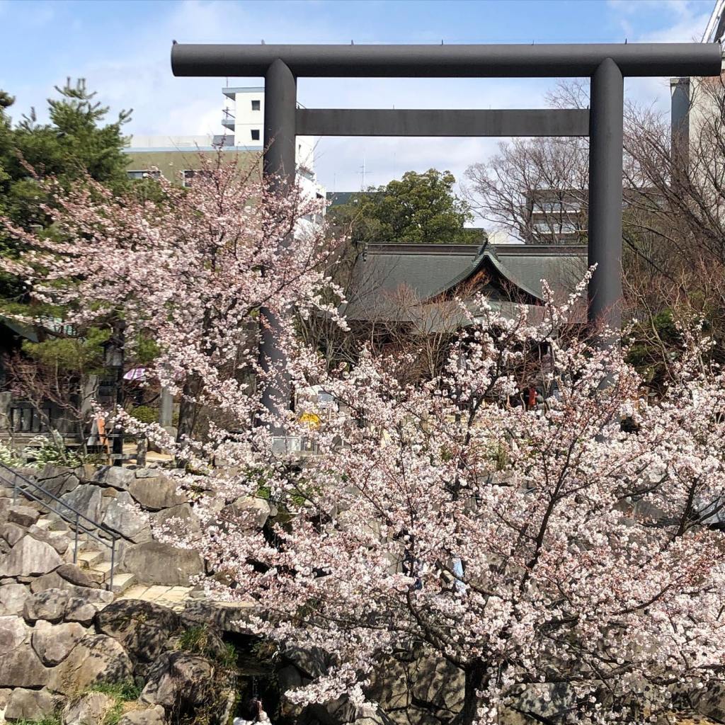 matsumotter's tweet photo. 【松本情報】 RT @nawatestreet: 四柱神社の南にある桜がそろそろ満開になります♪
 #nawate #コロナに負けるな #桜便り https://t.co/9mj30kzGrI https://t.co/U74vWuKWgl