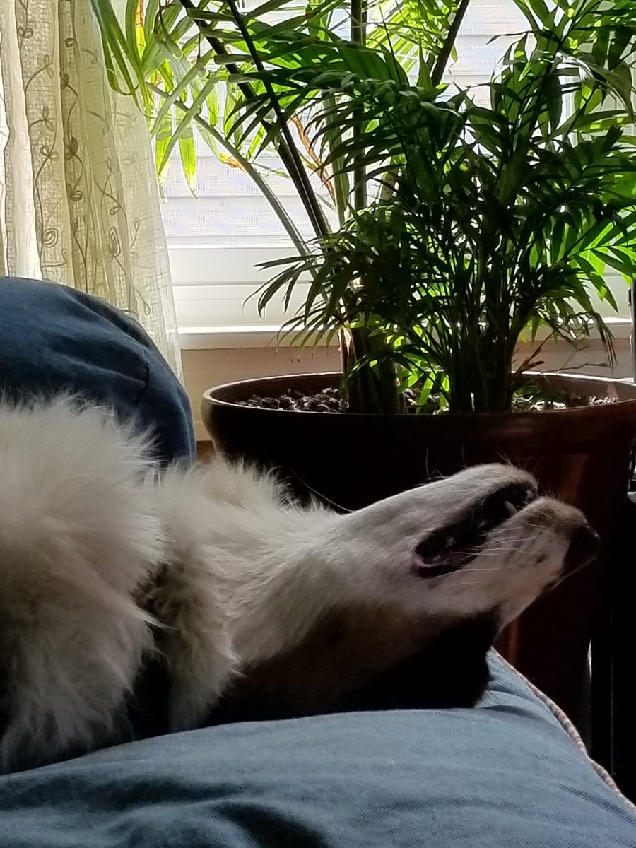 _MichelleNigro's tweet photo. @DanielNewman https://t.co/8FVh8fh9OO