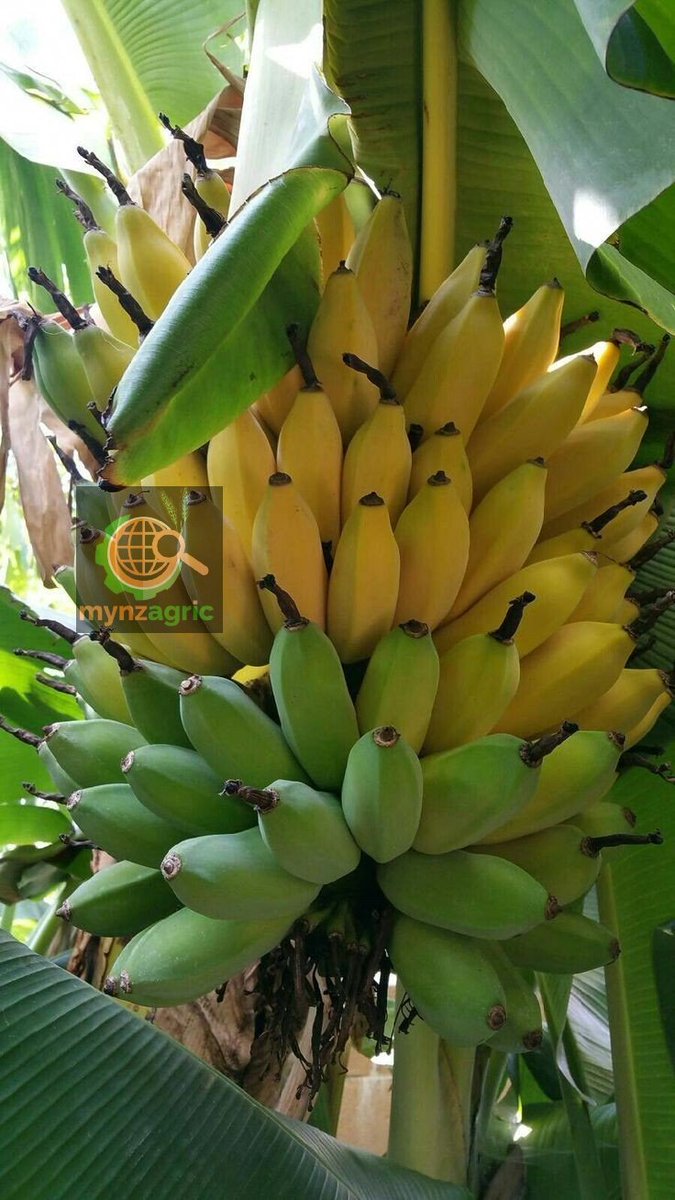 HOW TO CARE FOR BANANA TREESGrowing your own banana tree can be one of the most satisfying things in the world! These trees not only provide you with delicious fruit, but also add a touch of the tropics to any backyard!  #agritech  #SundayMorning  #Milelegospelsunday  #kot