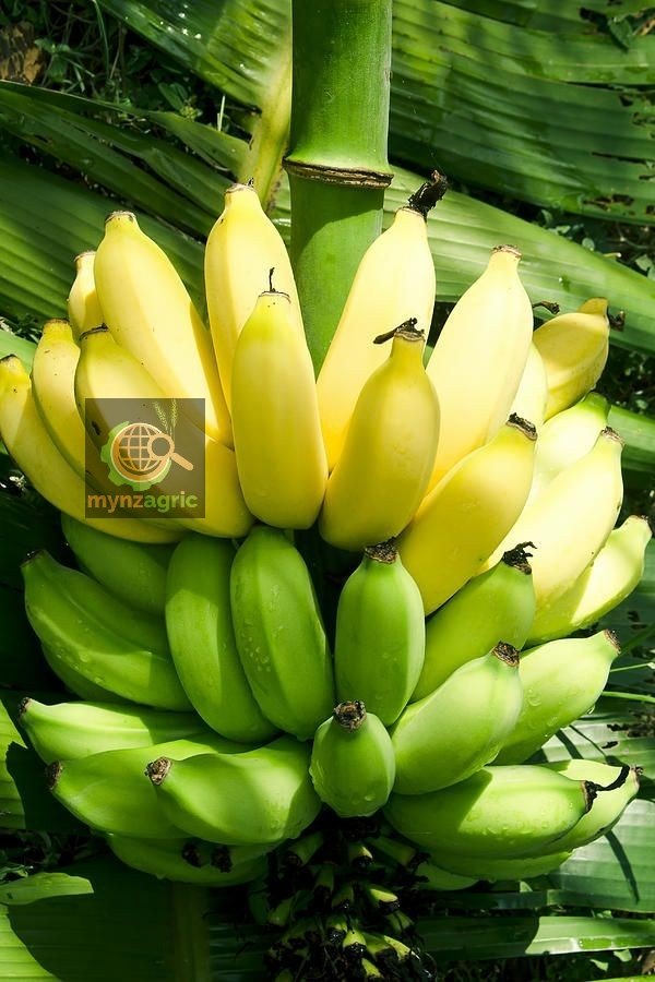 HOW TO CARE FOR BANANA TREESGrowing your own banana tree can be one of the most satisfying things in the world! These trees not only provide you with delicious fruit, but also add a touch of the tropics to any backyard!  #agritech  #SundayMorning  #Milelegospelsunday  #kot