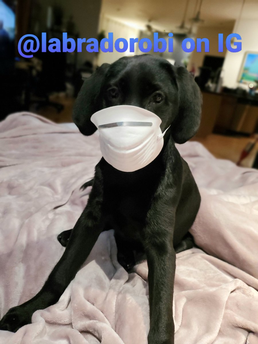 MonicaSelina's tweet photo. Reminding you to follow the CDC recommendations and wear a mask in public. I'm practicing CDC recommendations at home first!!!! @labradorobi #blacklabsmatter https://t.co/fYzV5VanU0