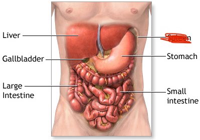 We have way too much intestine it’s ridiculous