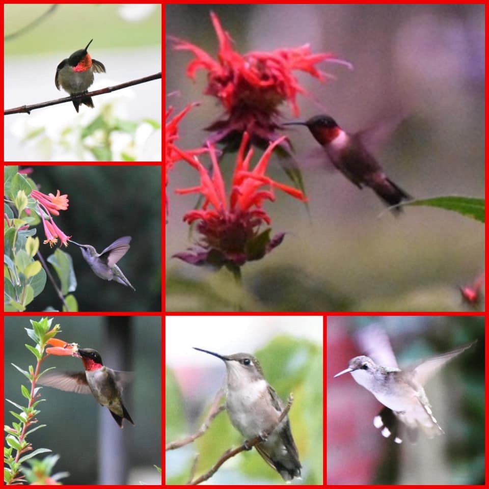 GrowWildIdeas's tweet photo. Just heard it’s #hummingbirdweek so I’m checking in with some pics of my backyard Ruby Throat visitors - they are making their tough trek north right now &amp; will be in Rhode Island sometime later this month. Not a minute too soon! #birdwatching #NaturePhotography https://t.co/DPVGPUtHQs