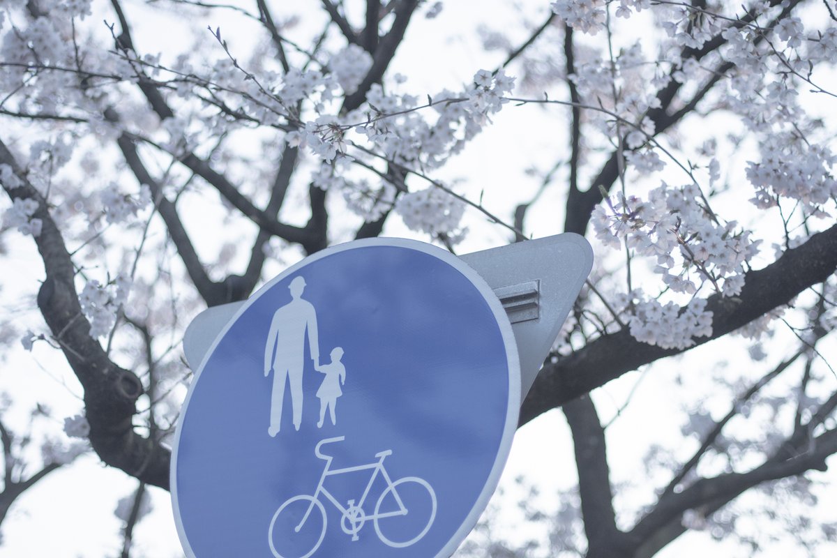 帰り道にさっと撮って帰るだけの寂しい4月になった Tak のイラスト