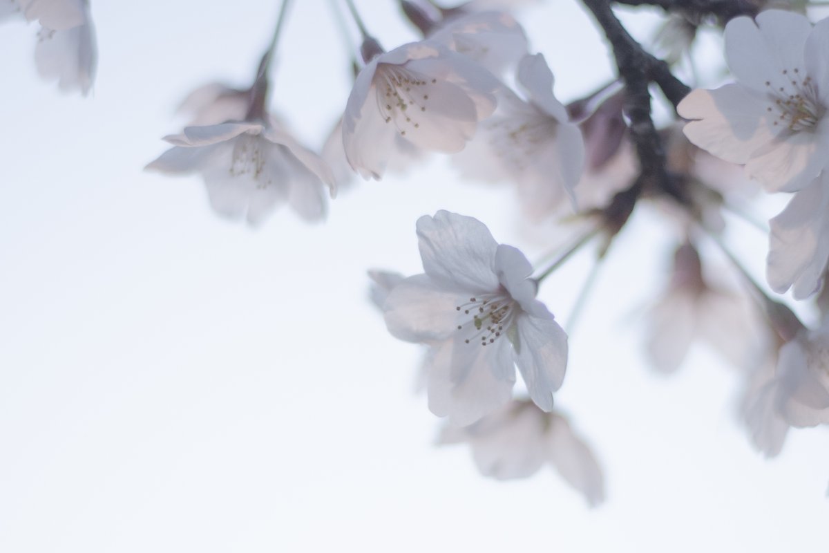 帰り道にさっと撮って帰るだけの寂しい4月になった Tak のイラスト