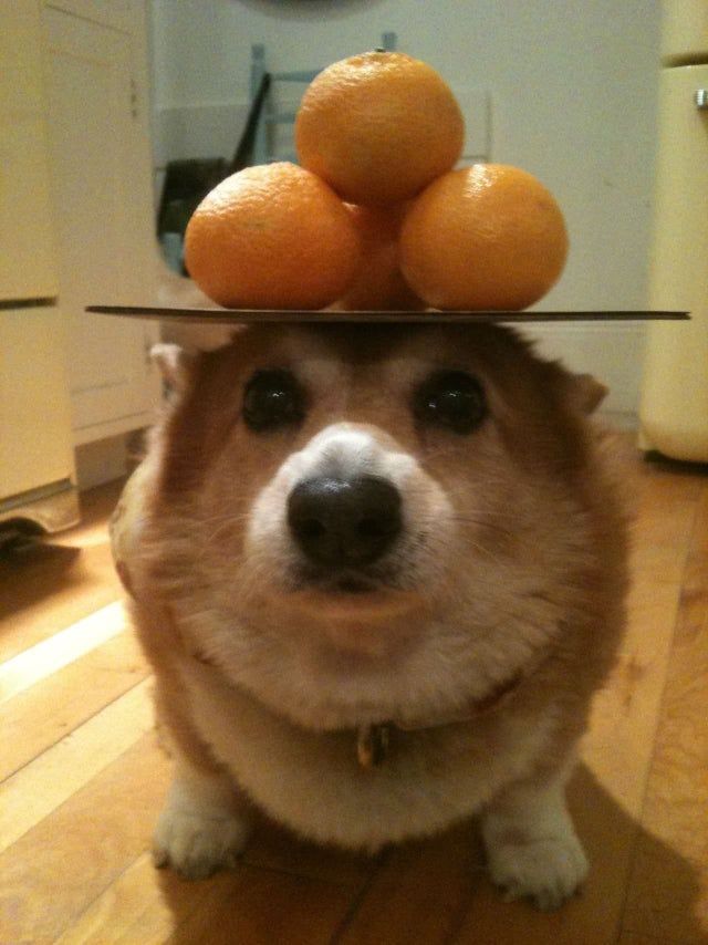 9GAG's tweet photo. Pawfectly balanced.

📸 thingsonhazelshead https://t.co/4gSuAB43J7