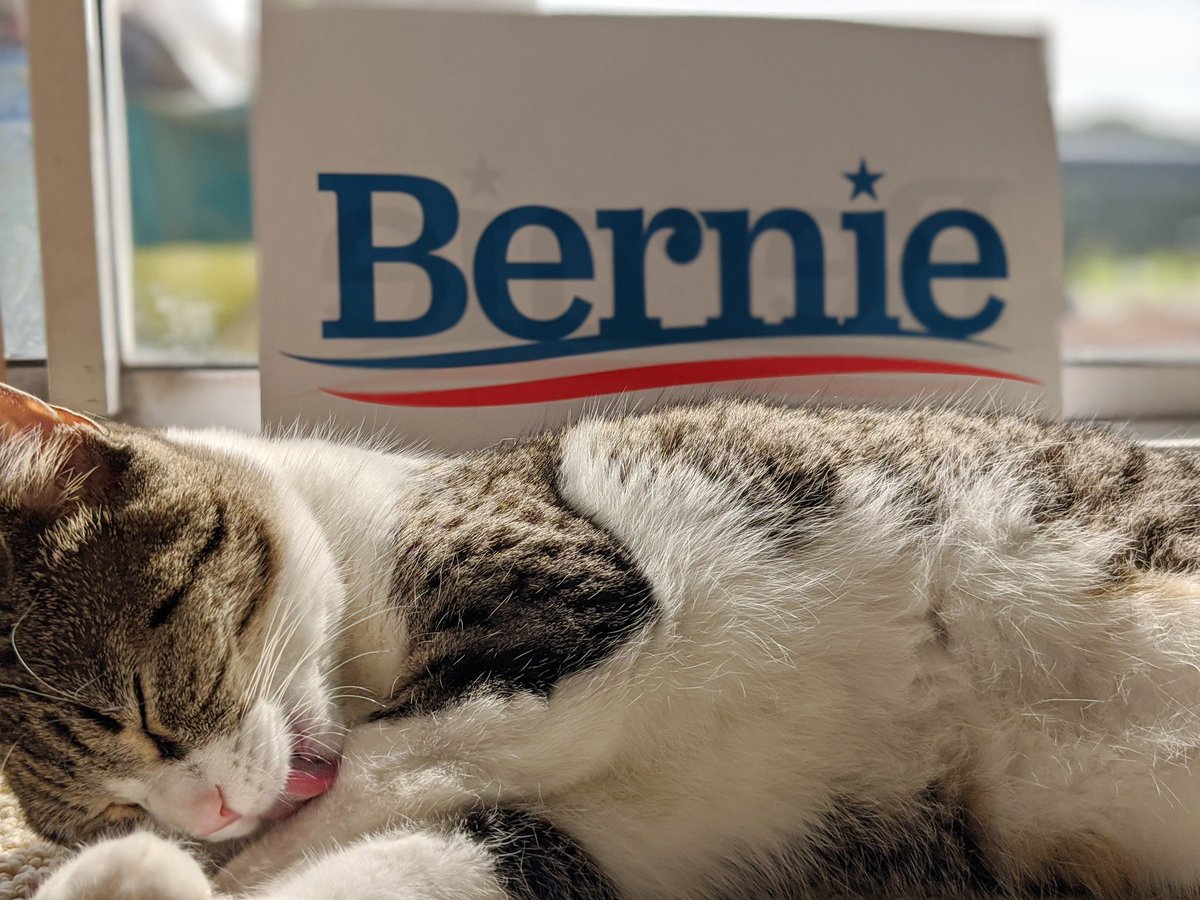 liarosemusic's tweet photo. @KyleKulinski I'd like to introduce you to April May 😼 She's a hardcore Berner 💙🔥 https://t.co/9uvZBvBol4