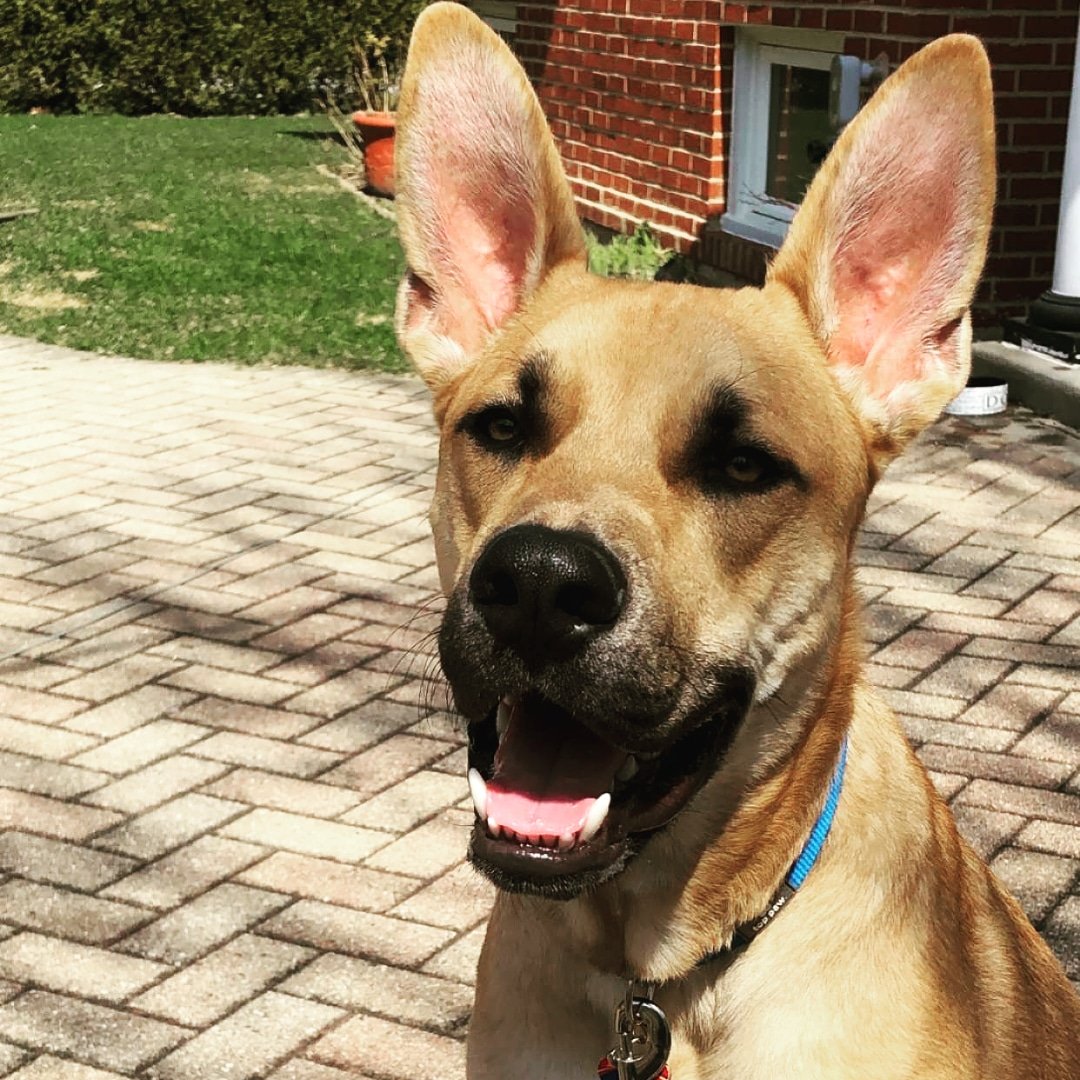 Kz_Music__'s tweet photo. Now that I've baited your attention with our 10 month old pup, here's a shameless birthday fundraiser post:
--> 
https://t.co/wJnnt6eXoG

#dogsofquarantine
#GermanShepherd
#birthdayinquarantine
#fundraiser https://t.co/ssA7YP40El