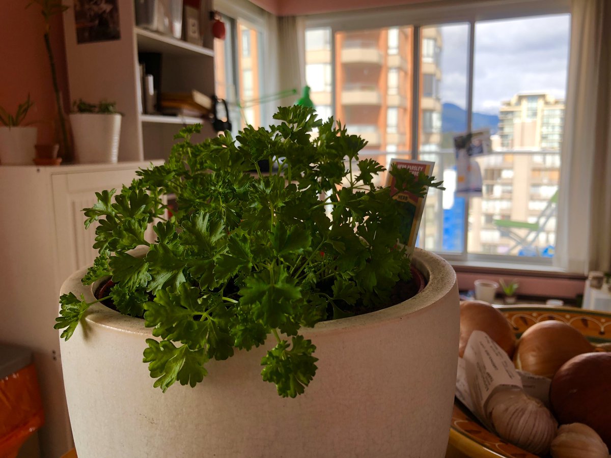 Discoursivity's tweet image. In times of quarantine, I re-pot. ☺️