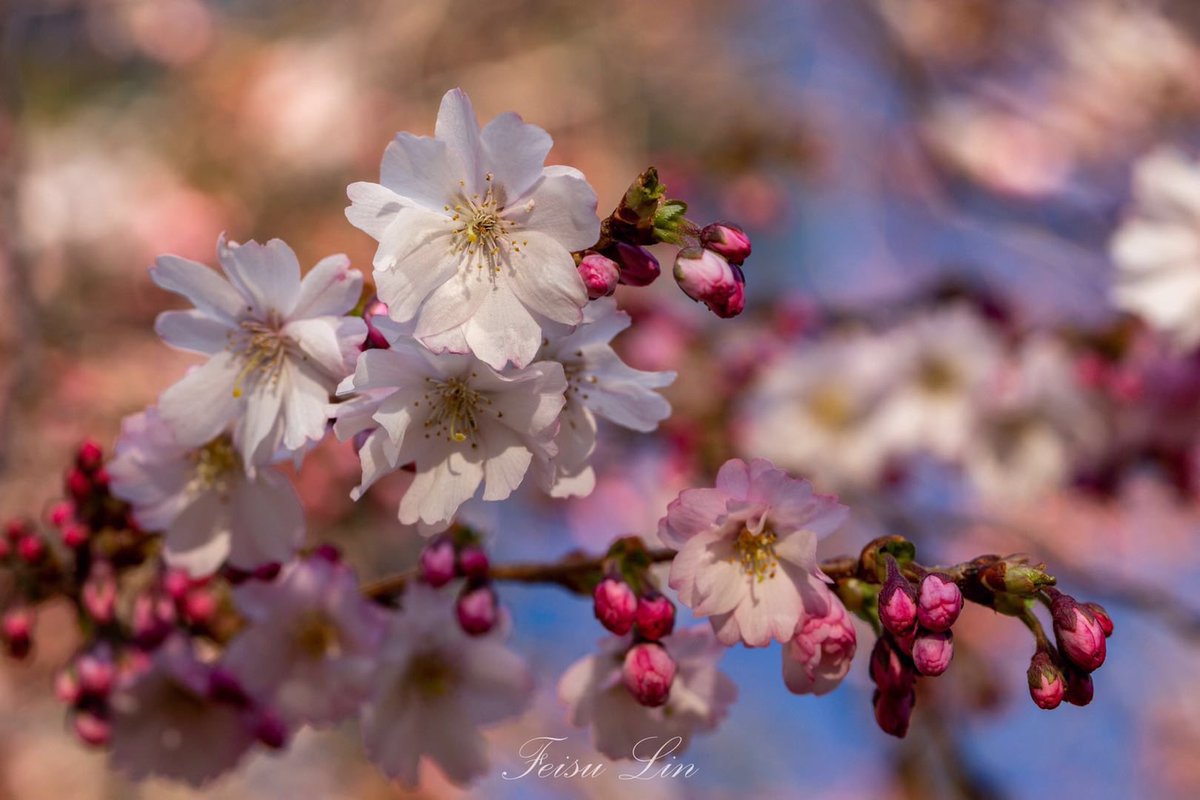 Ren Mao，MD，PhD tweet media