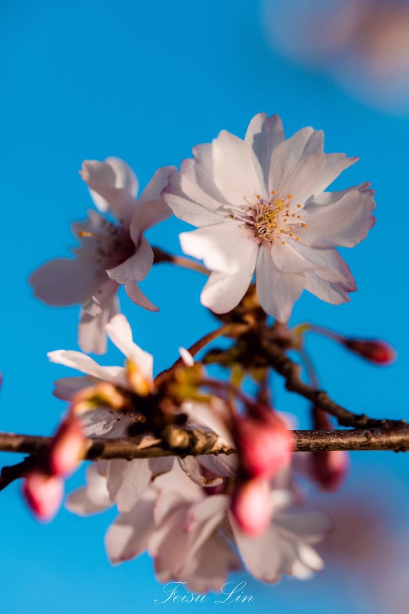 Ren Mao，MD，PhD tweet media