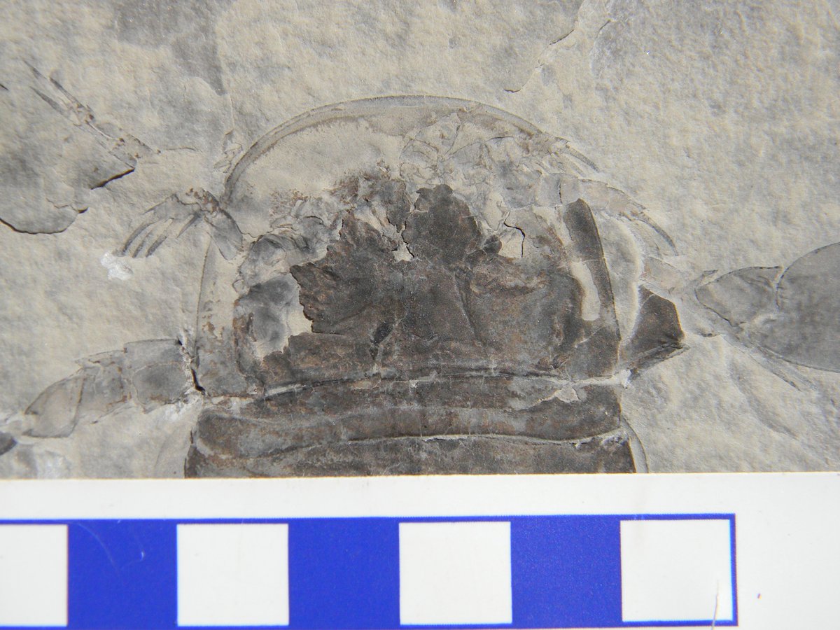 AndrewTracks's tweet photo. Eurypterus remipes from the Upper Silurian Bertie Group of southern Ontario. This is one of the first fossils my wife ever found. #FossilADay #paleontology #eurypterids #fossils #silurian #Ontario #arthropods #geology https://t.co/hMfopr6VEN