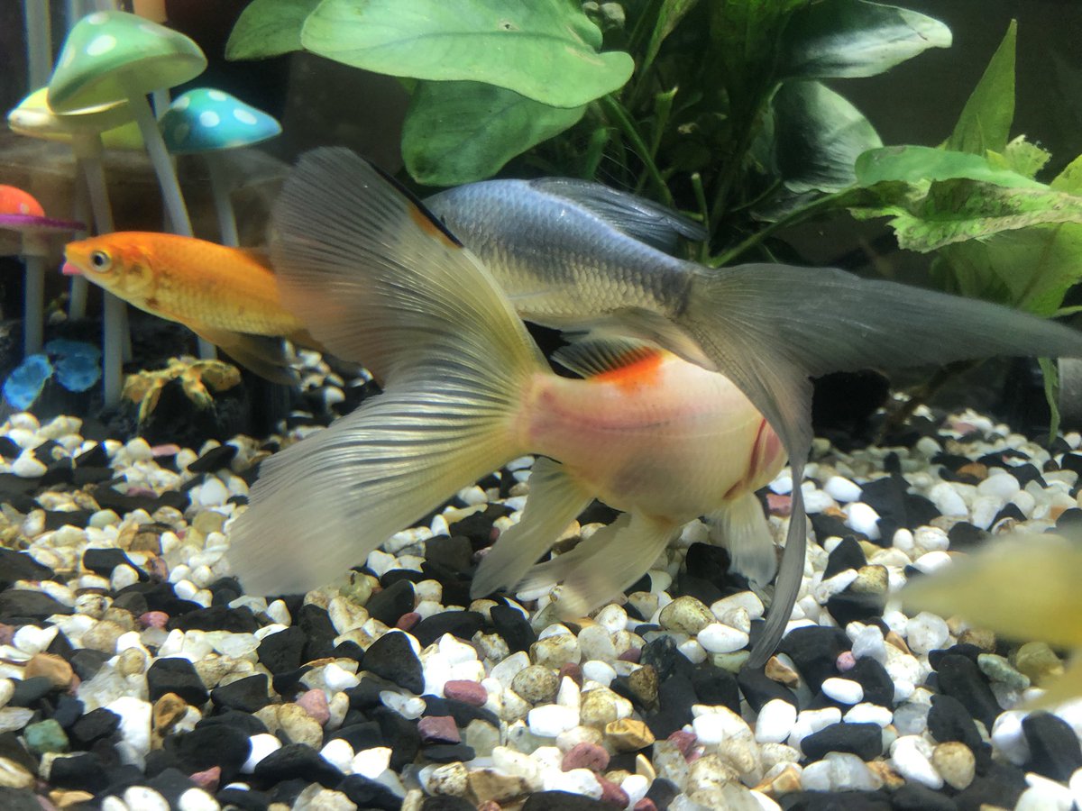 金魚飼育初心者 金魚飼育初心者