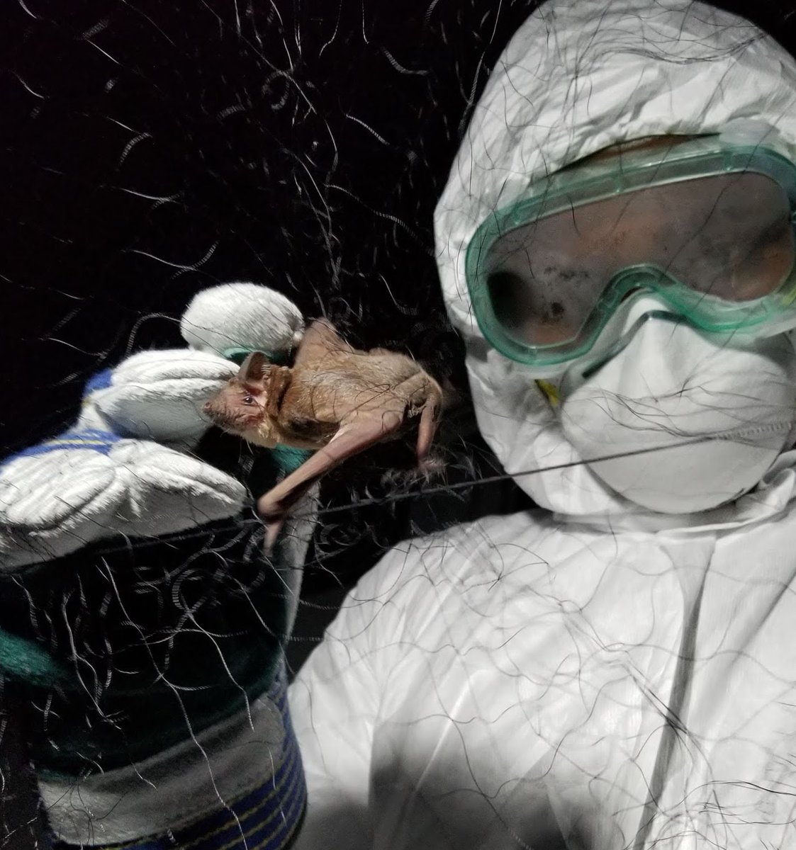 CKreuderJohnson's tweet photo. PREDICT scientists in Tanzania sampling bats captured in a mist net at night; not always easy work but spreading their knowledge of best practices in fieldwork. https://t.co/LynsfVHY7l