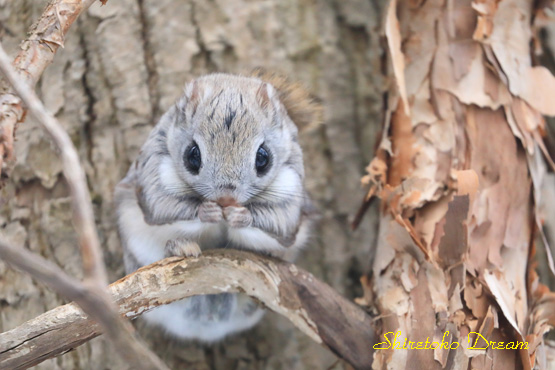 知床ドリーム エゾモモンガ モモンガ 北海道 東京カメラ部 可愛い動物 野生動物 Canon