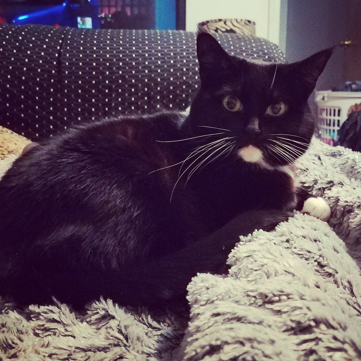 LuciferFlowers's tweet photo. Happy Caturday! Miss Purry! #blackandwhitecat #caturday #catsofinstagram #catslife #catsrule #catfriend #catlover #catlady #catcuddles #catwhisper #catlove #tuxedocat #penguincat #kittycatsofinstagram #kittycat #housecat #indoorcat #kitty #kittycat #felinesofinstagram https://t.co/Oi7JsH2zTr