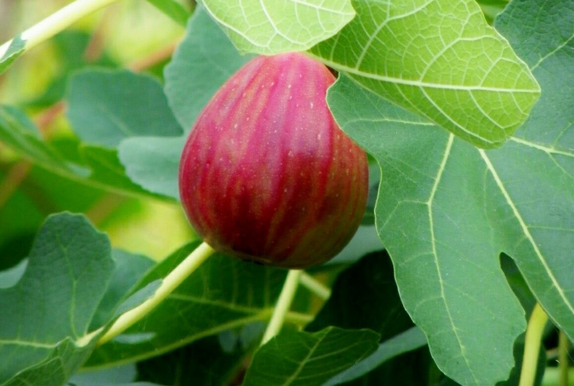 توییتر 花 در توییتر 4月5日の花 イチジク 無花果 花言葉 裕福 クワ科イチジク属 原産地 アラビア南部 花が無いのではなく実の中に小さな花をつけ 外からは確認できない 古くはアダムとイヴが食べた 知恵の実 は リンゴではなくイチジクであった