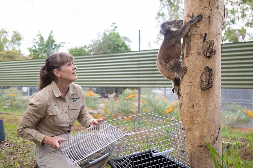 TerriIrwin's tweet photo. Remember South? He was the smallest orphaned koala that we’ve ever raised. He was 140 grams (less than 5oz) when his mother was killed by a dog. He was so small that he was weighed in a measuring cup! The last photo is South spending time in our plantation before he is released. https://t.co/Z5ltns4pjk