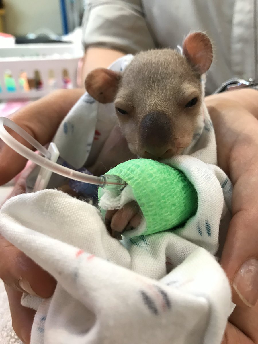 TerriIrwin's tweet photo. Remember South? He was the smallest orphaned koala that we’ve ever raised. He was 140 grams (less than 5oz) when his mother was killed by a dog. He was so small that he was weighed in a measuring cup! The last photo is South spending time in our plantation before he is released. https://t.co/Z5ltns4pjk