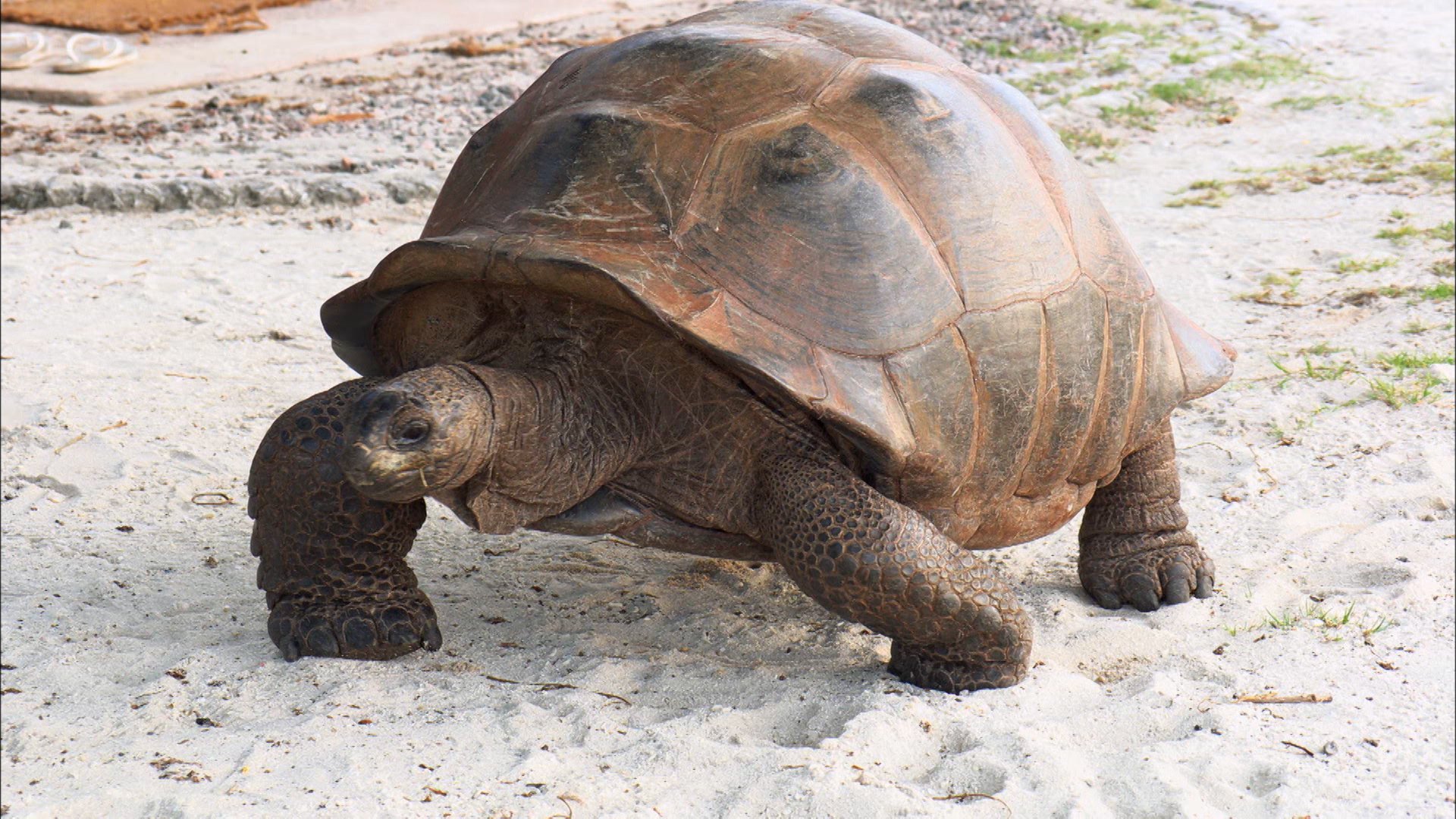 世界遺産 本日ごご6時からの放送はセーシェル の アルダブラ環礁 島に上陸すると研究施設の前で出迎えてくれたのは 固有種のアルダブラゾウガメ 体重300キロにもなります 島には15万頭も暮らします これが インド洋のガラパゴス と呼ばれる理由です