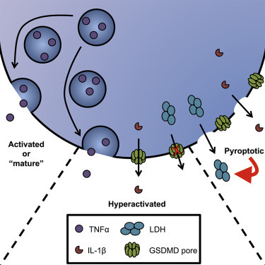 LDH is not released by apoptosis or even hyperactivation of macrophages. It requires pyroptosis and membrane rupture shown by  @jkagan1 's group. (3/n) https://www.sciencedirect.com/science/article/pii/S1074761317305149